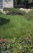 Load image into Gallery viewer, Carex praegracilis - California Field Sedge