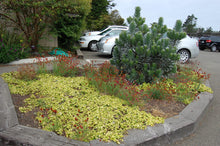 Load image into Gallery viewer, Ceanothus thyrsiflorus var. griseus 'Diamond Heights' - Diamond Heights Mountain Lilac