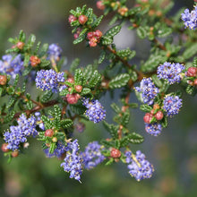 Load image into Gallery viewer, Ceanothus 'Julia Phelps' - Julia Phelps Mountain Lilac