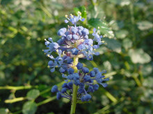 Load image into Gallery viewer, Ceanothus 'Frosty Blue' - Frosty Blue Ceanothus