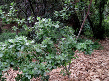 Load image into Gallery viewer, Ceanothus arboreus - Island Ceanothus