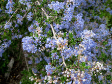Load image into Gallery viewer, Ceanothus impressus - Santa Barbara Ceanothus