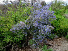 Load image into Gallery viewer, Ceanothus impressus - Santa Barbara Ceanothus