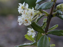 Load image into Gallery viewer, Ceanothus maritimus 'Popcorn' - Popcorn Ceanothus