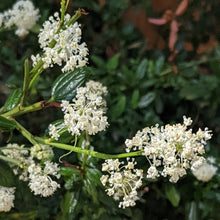 Load image into Gallery viewer, Ceanothus thyrsiflorus 'Snow Flurry' - Snow Flurry Mountain Lilac