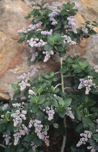 Ceanothus arboreus Island Ceanothus Santa Barbara Botanic Garden