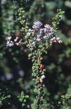 Load image into Gallery viewer, Ceanothus impressus - Santa Barbara Ceanothus