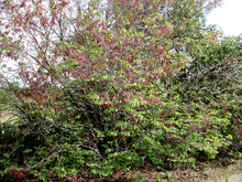 Load image into Gallery viewer, Cercis occidentalis - Western Redbud