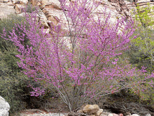 Load image into Gallery viewer, Cercis occidentalis - Western Redbud