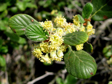 Load image into Gallery viewer, Cercocarpus betuloides - Mountain Mahogany
