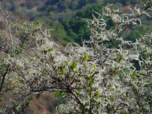 Load image into Gallery viewer, Cercocarpus betuloides - Mountain Mahogany