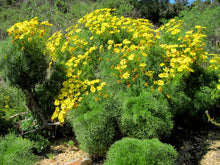 Load image into Gallery viewer, Leptosyne gigantea - Giant Coreopsis
