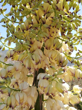 Load image into Gallery viewer, Hesperoyucca whipplei - Chaparral Yucca
