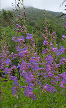 Load image into Gallery viewer, Penstemon spectabilis - Showy Penstemon