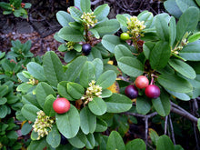 Load image into Gallery viewer, Frangula californica 'Eve Case' - Eve Case Coffeeberry