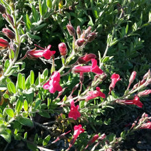 Load image into Gallery viewer, Gambelia speciosa 'Firecracker' - Firecracker Showy Island Snapdragon