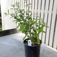 Load image into Gallery viewer, Gambelia speciosa 'Firecracker' - Firecracker Showy Island Snapdragon