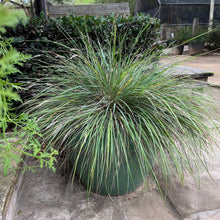 Load image into Gallery viewer, Calamagrostis foliosa - Leafy Reed Grass