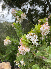 Load image into Gallery viewer, Arctostaphylos refugioensis - Refugio Manzanita