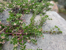 Load image into Gallery viewer, Arctostaphylos edmundsii 'Big Sur' - Big Sur Manzanita