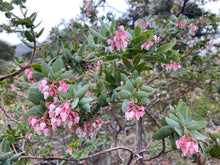 Load image into Gallery viewer, Arctostaphylos pajaroensis 'Paradise' - Paradise Manzanita
