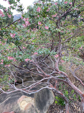 Load image into Gallery viewer, Arctostaphylos pajaroensis 'Paradise' - Paradise Manzanita