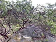 Load image into Gallery viewer, Arctostaphylos edmundsii 'Big Sur' - Big Sur Manzanita