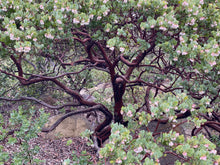 Load image into Gallery viewer, Arctostaphylos glauca 'Canyon Blush' - Canyon Blush Bigberry Manzanita