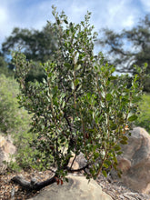 Load image into Gallery viewer, Arctostaphylos manzanita 'Byrd Hill' - Byrd Hill Manzanita