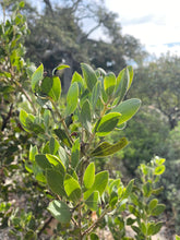 Load image into Gallery viewer, Arctostaphylos manzanita 'Byrd Hill' - Byrd Hill Manzanita