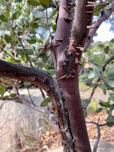 Load image into Gallery viewer, Arctostaphylos manzanita 'Byrd Hill' - Byrd Hill Manzanita