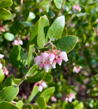 Load image into Gallery viewer, Arctostaphylos 'Sunset' - Sunset Manzanita