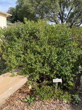 Load image into Gallery viewer, Arctostaphylos 'Sunset' - Sunset Manzanita