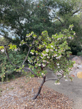 Load image into Gallery viewer, Arctostaphylos refugioensis - Refugio Manzanita
