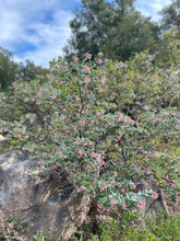 Load image into Gallery viewer, Arctostaphylos pajaroensis 'Paradise' - Paradise Manzanita