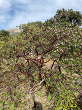 Load image into Gallery viewer, Arctostaphylos edmundsii 'Big Sur' - Big Sur Manzanita