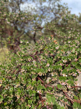 Load image into Gallery viewer, Arctostaphylos edmundsii 'Big Sur' - Big Sur Manzanita