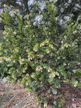 Load image into Gallery viewer, Arctostaphylos refugioensis - Refugio Manzanita