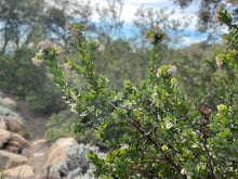 Load image into Gallery viewer, Arctostaphylos refugioensis - Refugio Manzanita