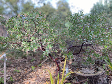 Load image into Gallery viewer, Arctostpahylos 'White Lanterns' - White Lanterns Manzanita