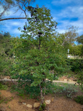 Load image into Gallery viewer, Lyonothamnus floribundus ssp. aspleniifolius - Santa Cruz Island Ironwood