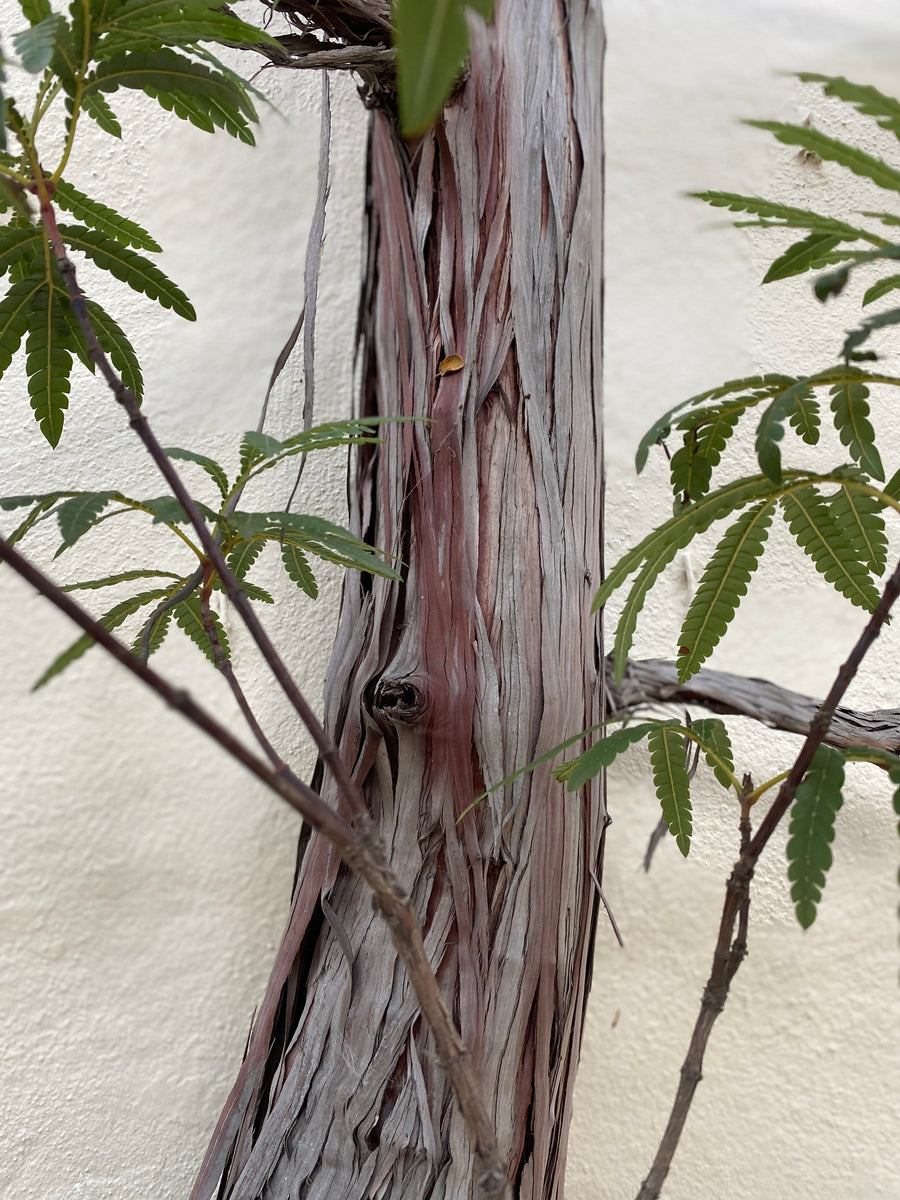 Lyonothamnus floribundus ssp. aspleniifolius Santa Cruz Island