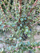 Load image into Gallery viewer, Ceanothus rigidus 'Sapphire' - Sapphire Monterey Ceanothus