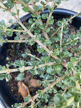 Load image into Gallery viewer, Ceanothus rigidus 'Snowball' - Snowball Monterey Ceanothus