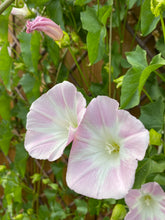 Load image into Gallery viewer, Calystegia macrostegia - California Morning Glory