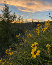 Load image into Gallery viewer, Encelia californica - Bush Sunflower