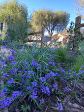 Load image into Gallery viewer, Sisyrinchium bellum - Blue Eyed Grass