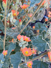 Load image into Gallery viewer, Sphaeralcea ambigua - Desert Globemallow
