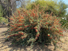 Load image into Gallery viewer, Berberis nevinii - Nevin's Barberry