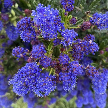 Load image into Gallery viewer, Ceanothus 'Concha' - Concha Ceanothus